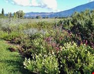 Giardino delle salvie